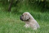 CANE CORSO 1081